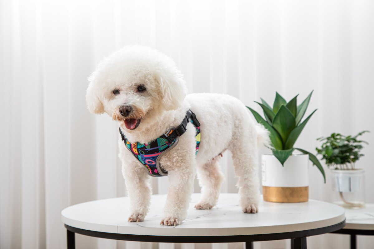 Vest-Style Dog Walking Harness - product photo 2